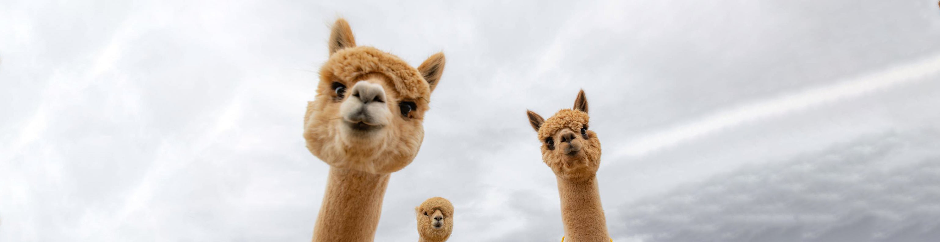 Alpaca Wool: Where It Comes From and Why You’ll Love It