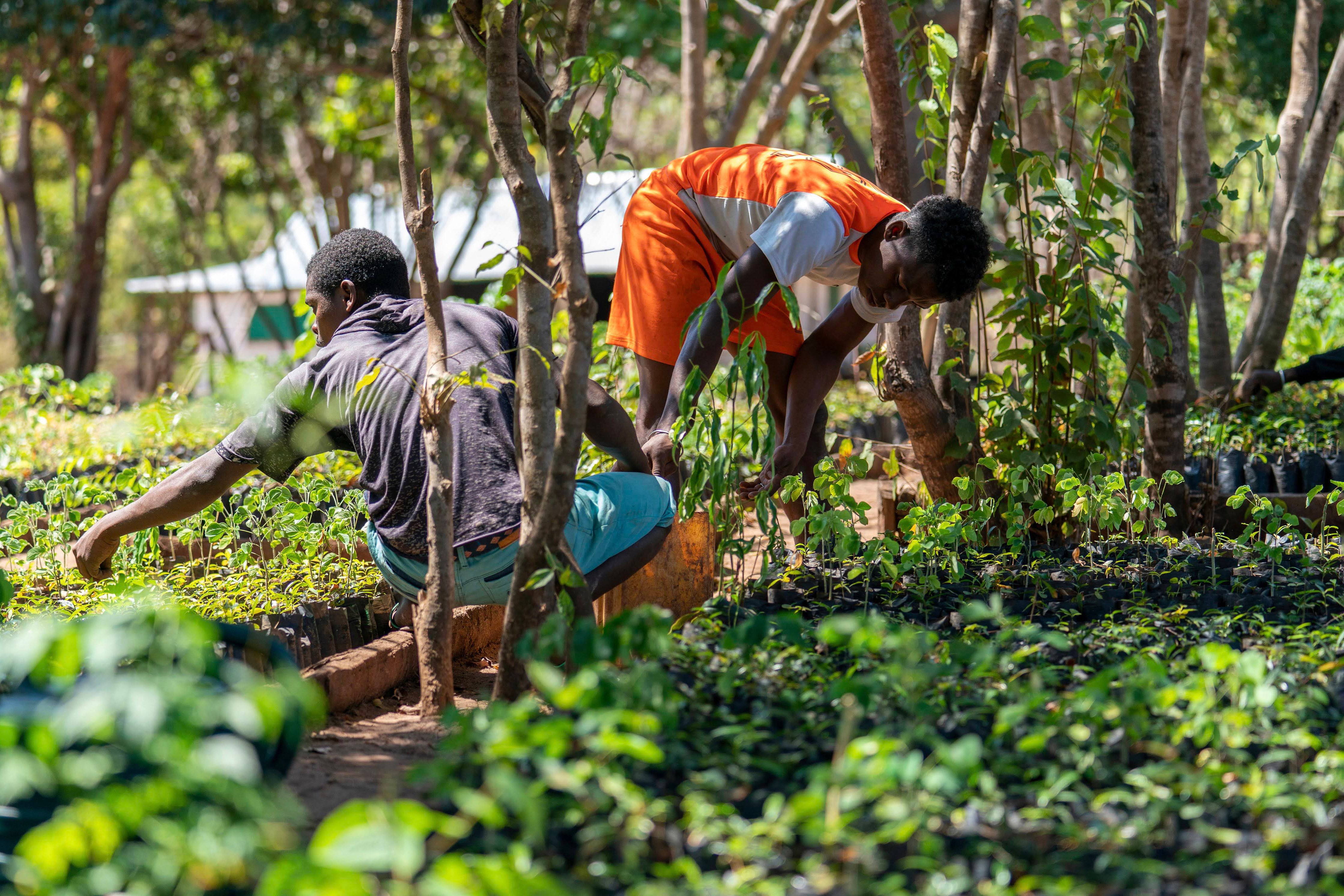 Plant 2 Mangrove Trees in Madagascar