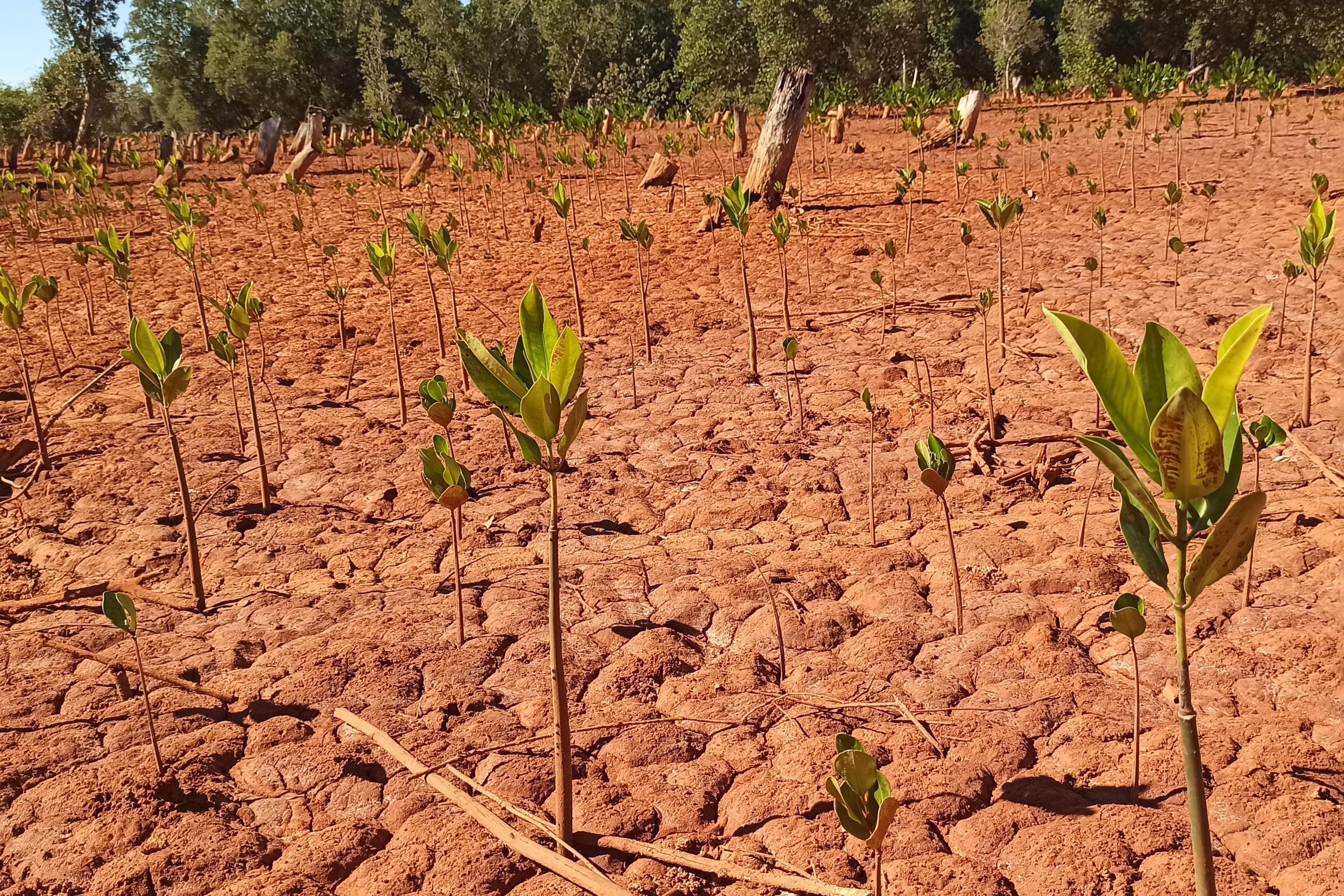  Plant 2 Mangrove Trees in Madagascar - RUM Amsterdam