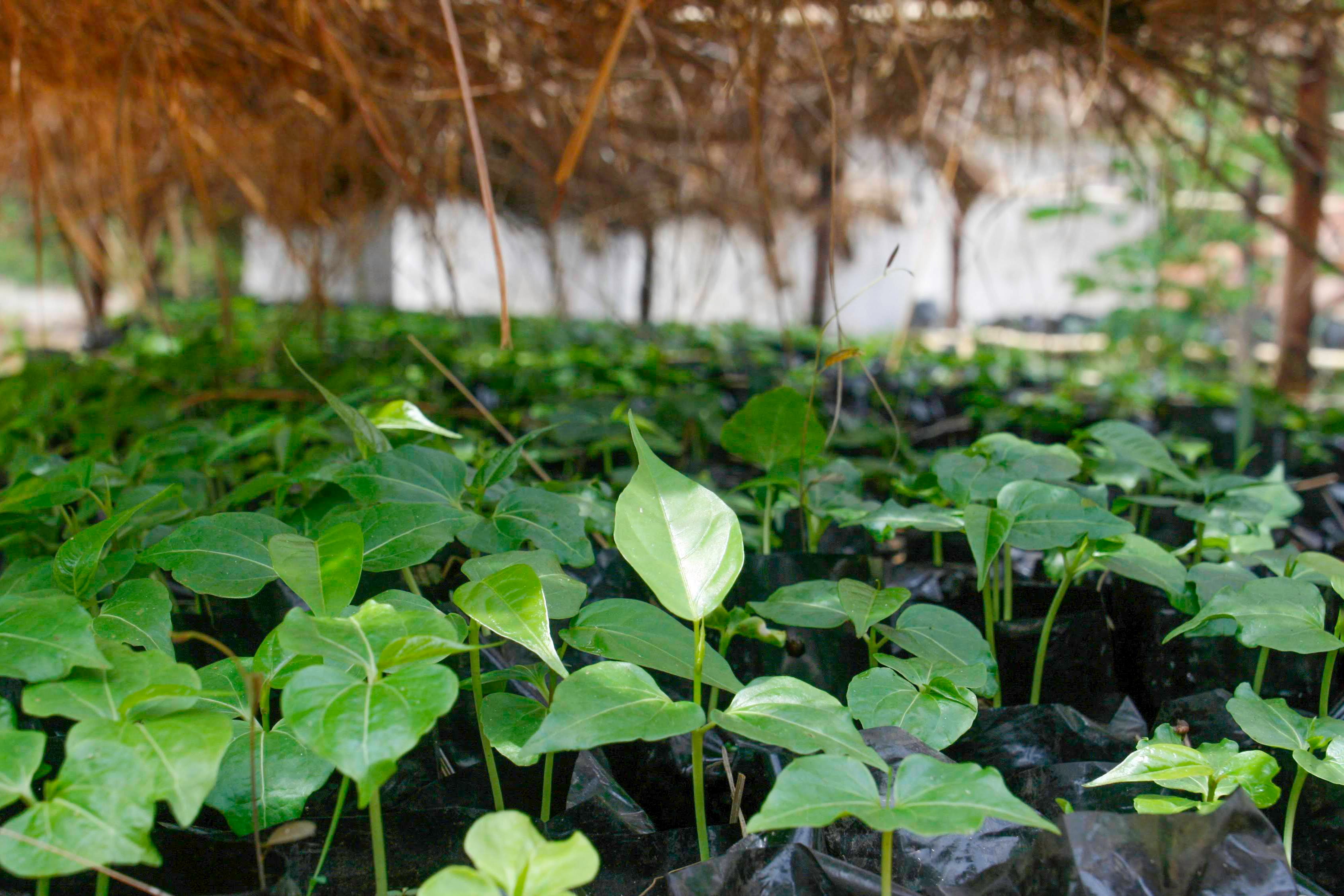 Plant 2 Mangrove Trees in Madagascar