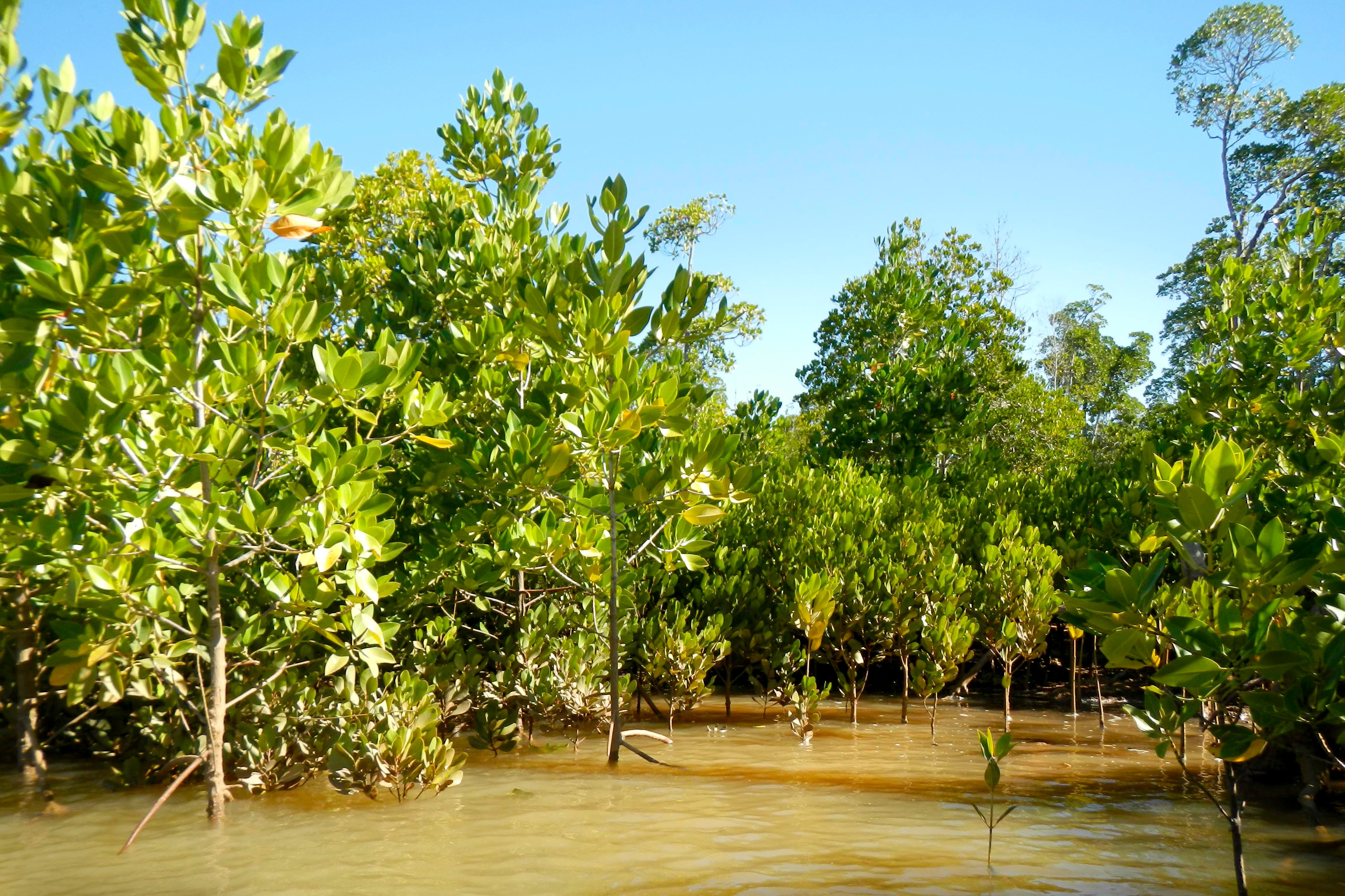 Plant 2 Mangrove Trees in Madagascar