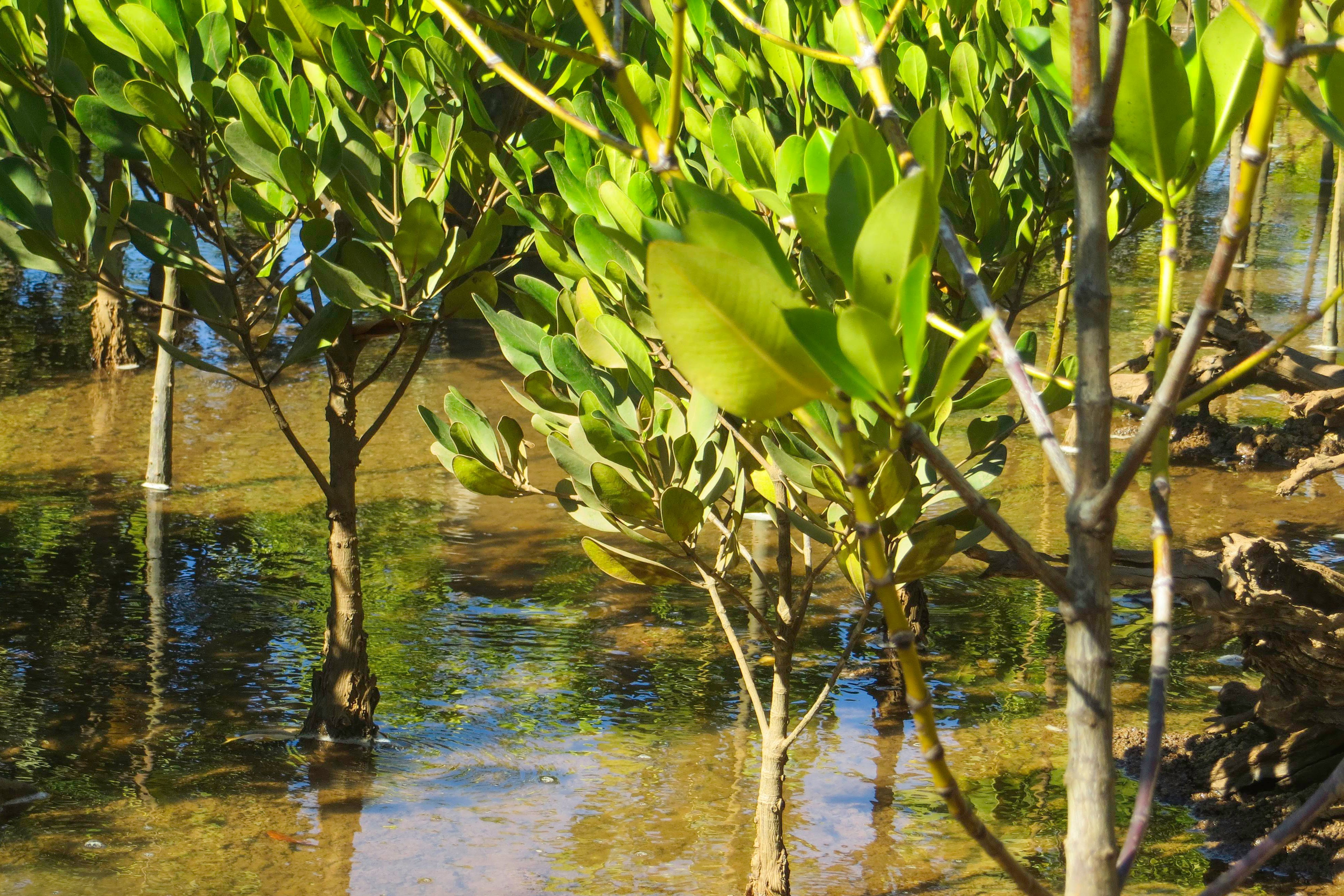  Plant 2 Mangrove Trees in Madagascar - RUM Amsterdam