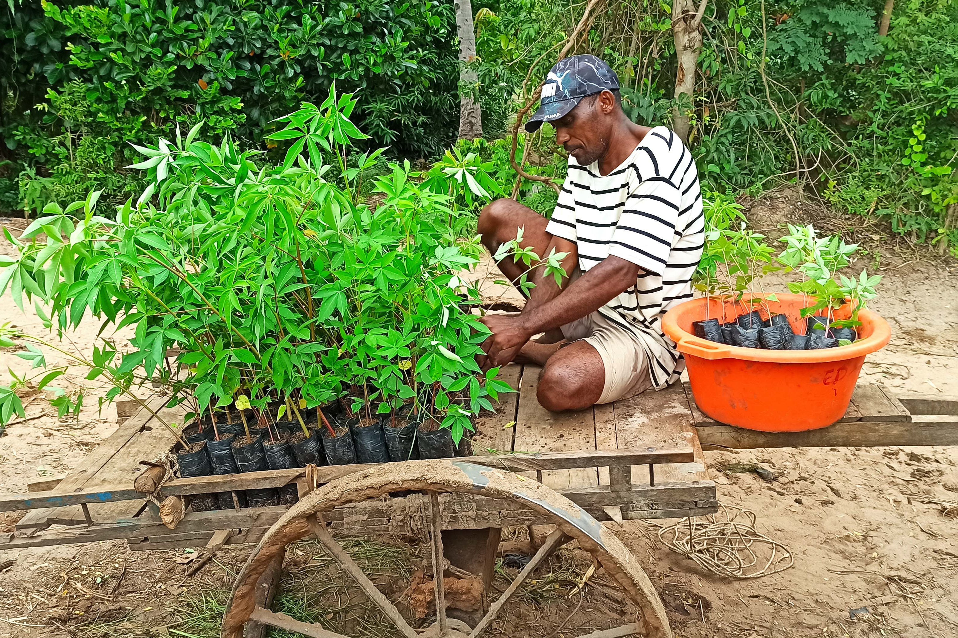 Plant 2 Mangrove Trees in Madagascar