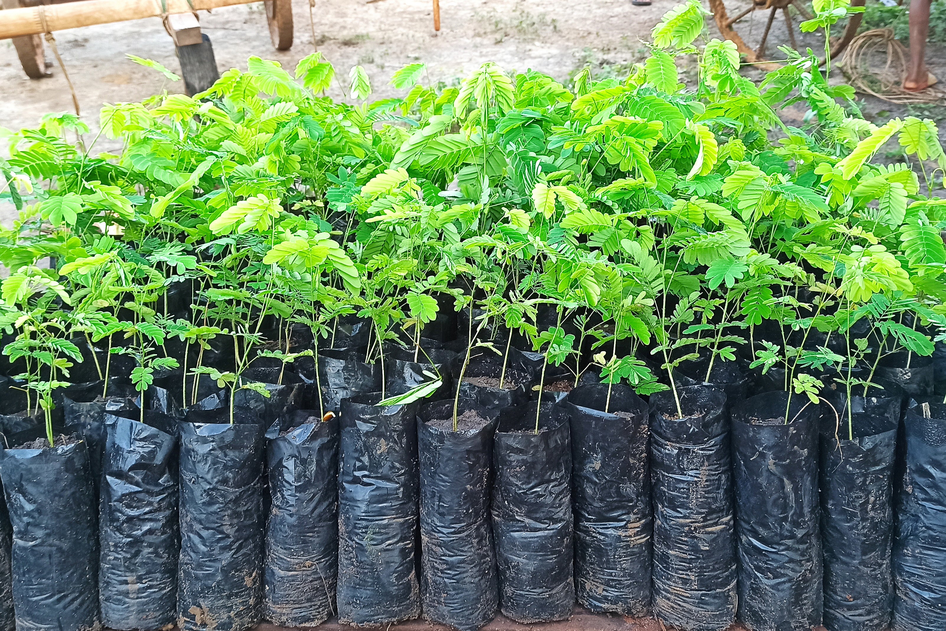 Plant 2 Mangrove Trees in Madagascar